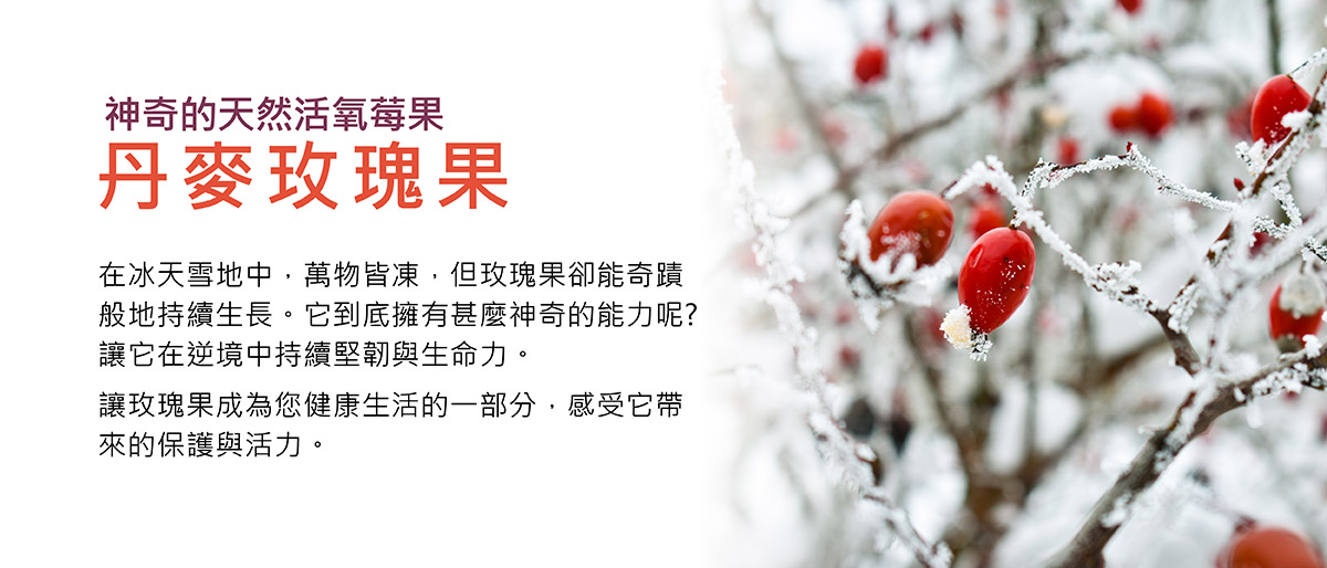 玫瑰果雪地裡的神奇果實